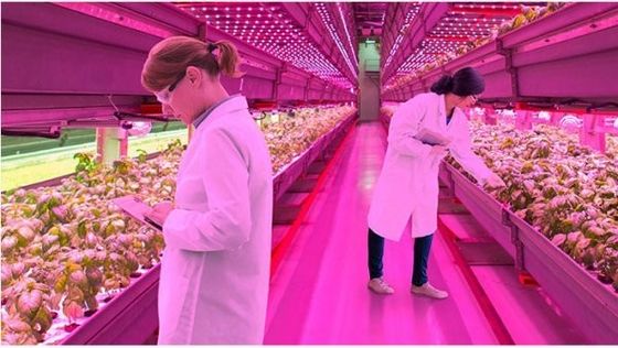 745nm LED Grow Light Chip