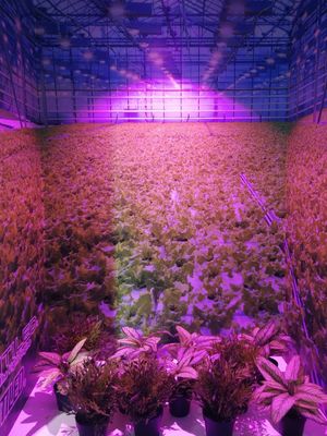 Indoor CXB 3590 Bridgelux Full Spectrum Led Cob Chip Grow Light