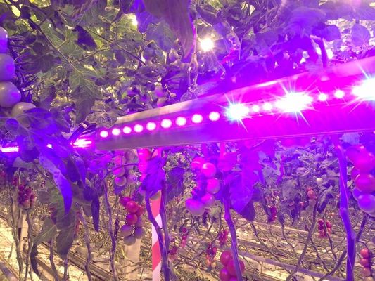 Greenhouse SMD3535 Red 660nm 665nm LED Grow Light Chip